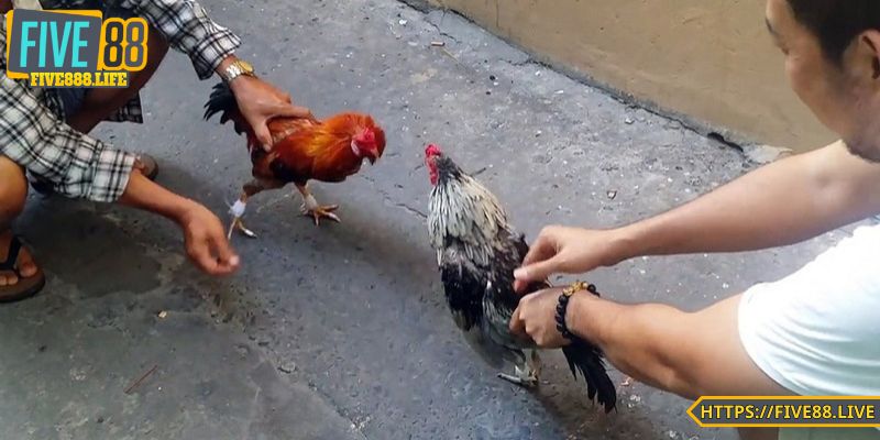 Chiến thuật nuôi gà tinh tế, dẫn đầu mọi trận đấu