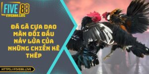 Đá Gà Cựa Dao – Màn Đối Đầu Nảy Lửa Của Những Chiến Kê Thép