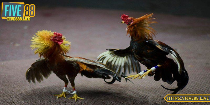 Trải nghiệm thi đấu chuyên nghiệp, không gian đỉnh cao