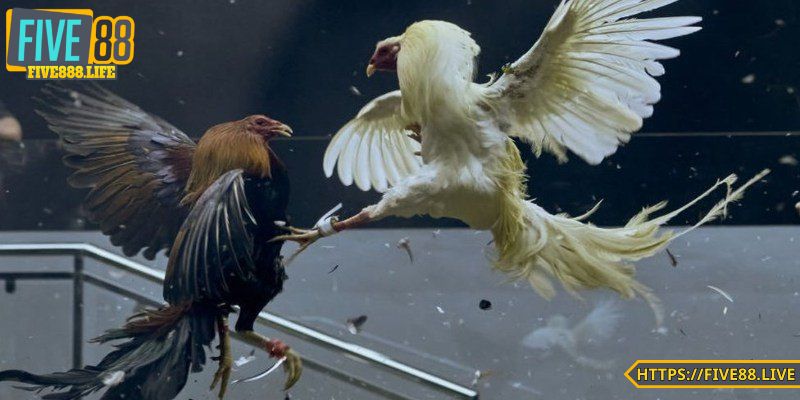 Nhanh gọn, cảm giác mãn nhãn tuyệt vời