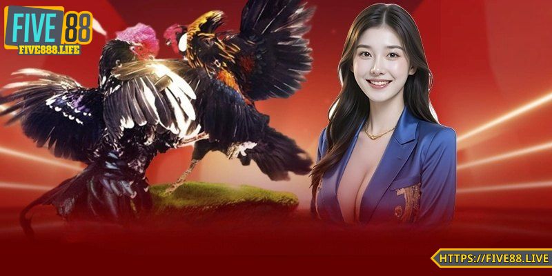 Sơ lược về đá gà FIVE88 online