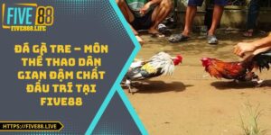 Đá Gà Tre – Môn Thể Thao Dân Gian Đậm Chất Đấu Trí tại FIVE88