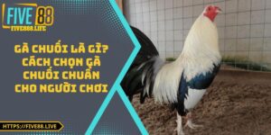Gà Chuối Là Gì? Cách Chọn Gà Chuối Chuẩn Cho Người Chơi