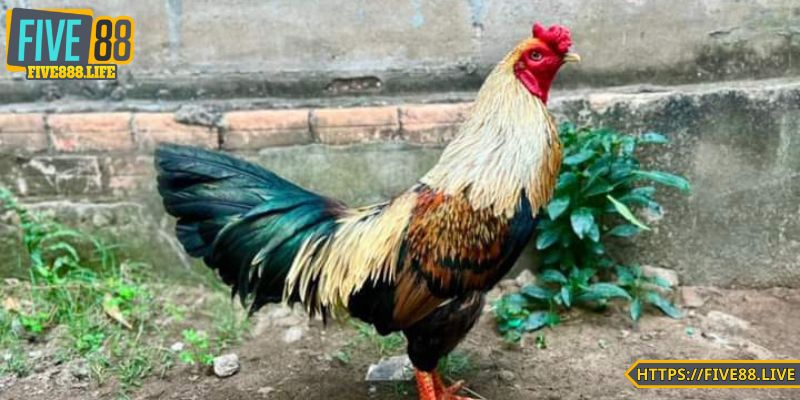 Các đặc điểm nhận dạng của gà chuối
