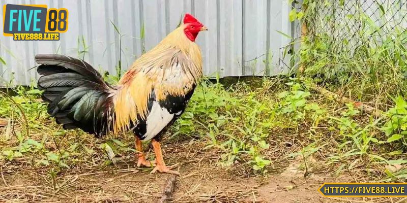 Hiểu rõ phong thái và khả năng phản xạ
