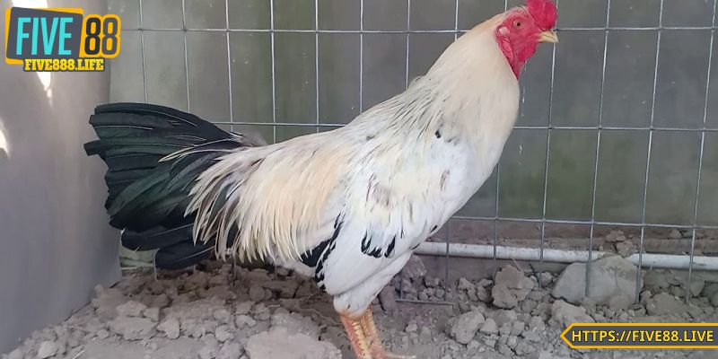 Phân tích gà chuối là gì? cách chọn gà chuối