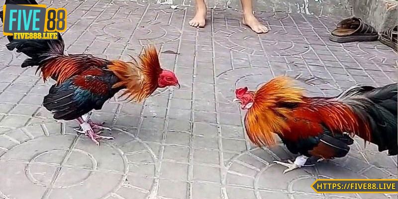 Hòa mình vào văn hóa địa phương, cảm nhận bản sắc