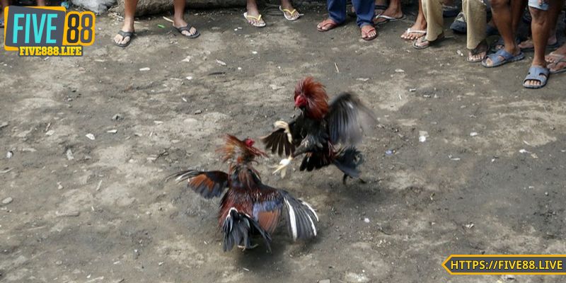 Khái quát về đá gà tre tại FIVE88