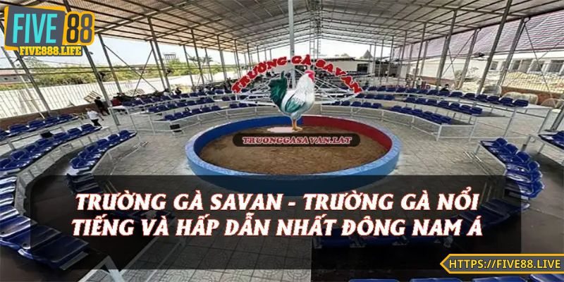 Trường gà Savan được hiểu ra sao?